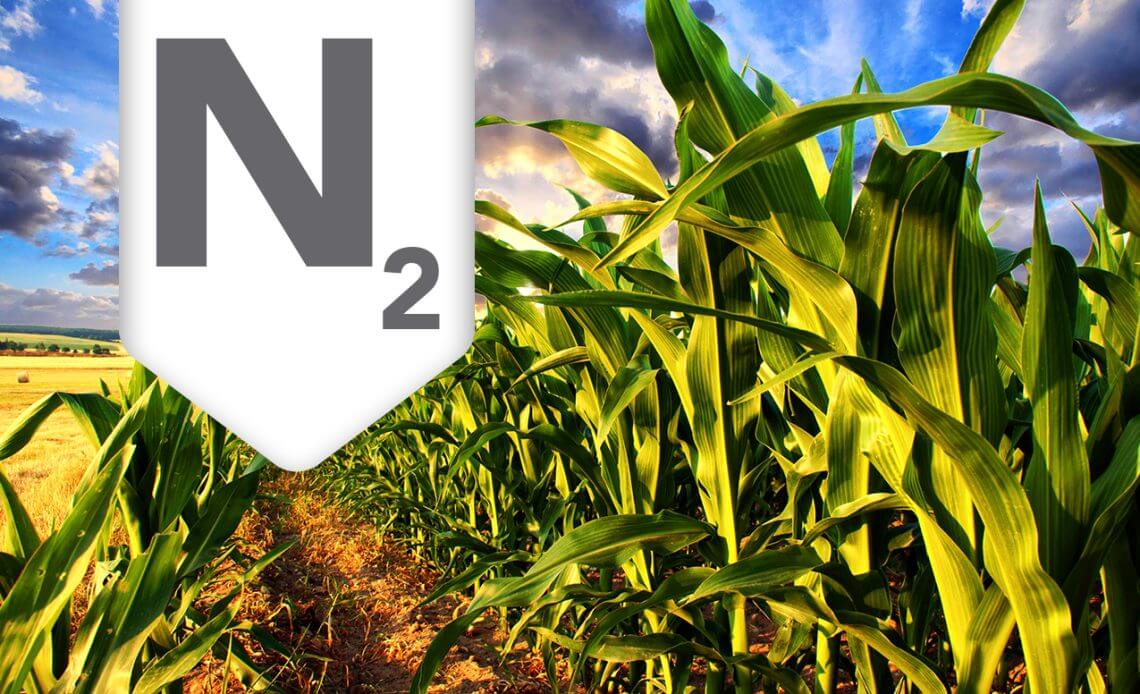 manejo de nitrogenio para alta produtividade na lavoura de milho