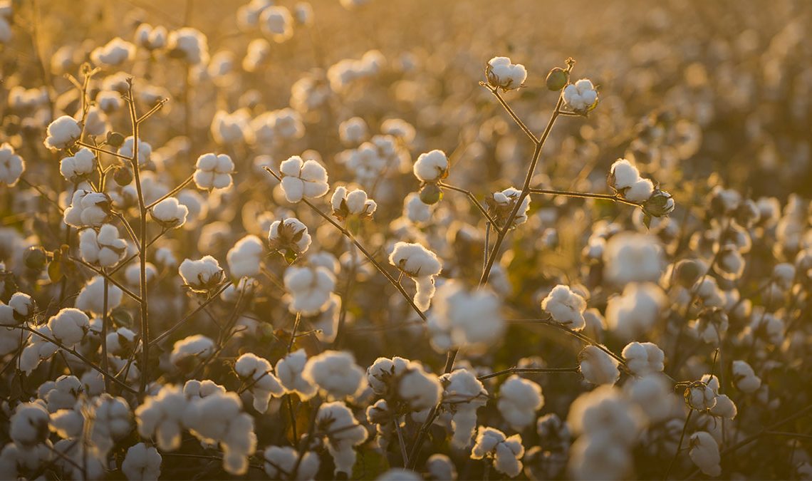 importancia nacional do algodão