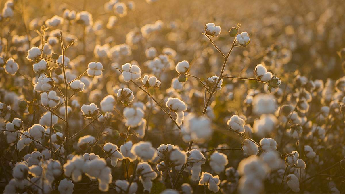 importancia nacional do algodão